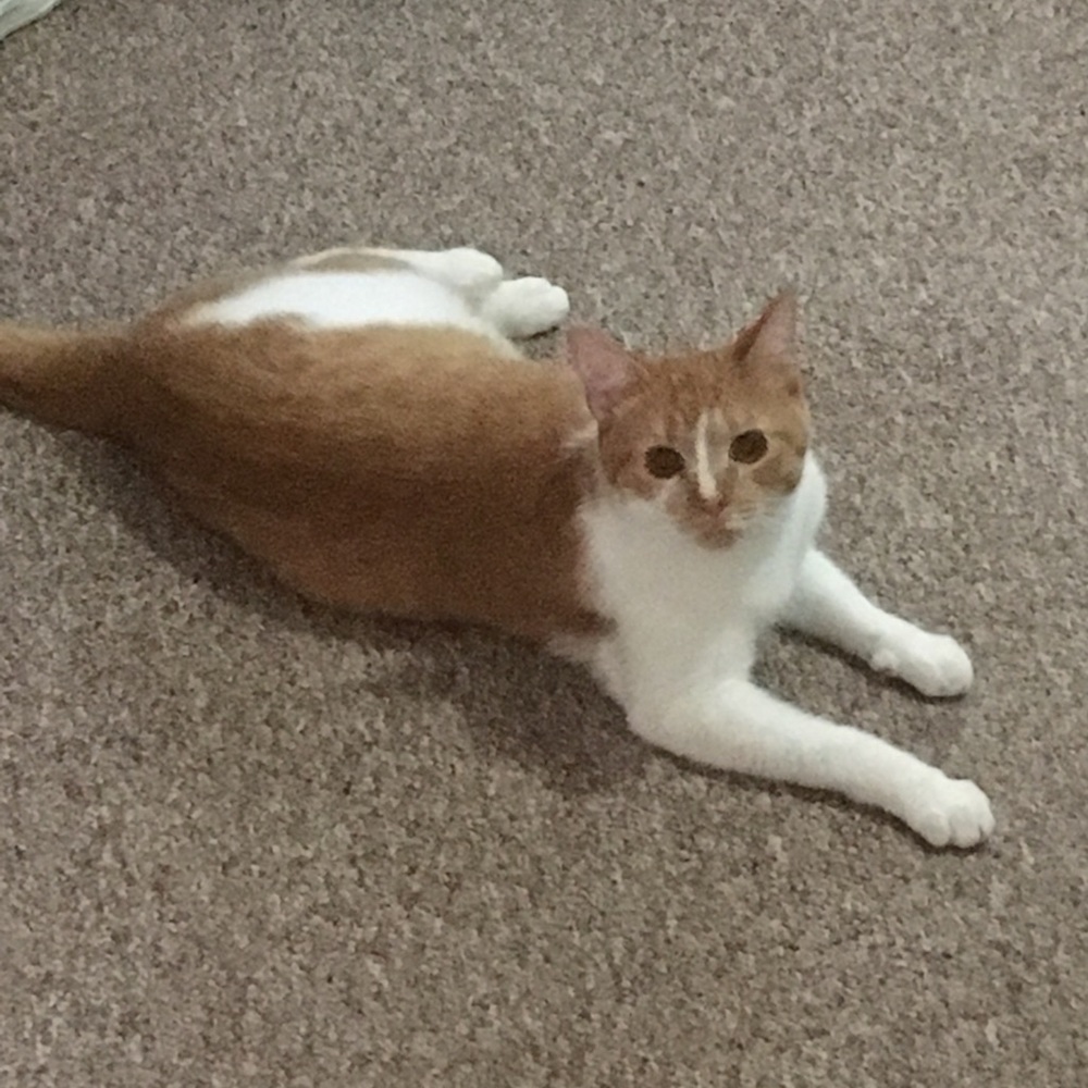 Meet your Posher, Brittany